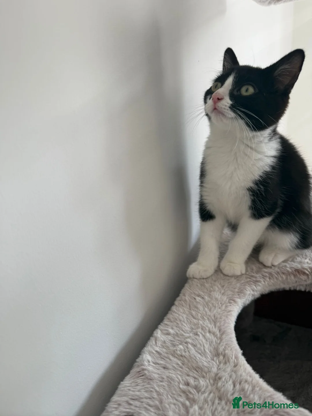 Mixed Breed cats for sale: Female kitten  - Advert 2