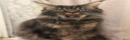 Maine Coon cats for sale: Full Maine coon kittens available  - Advert 21
