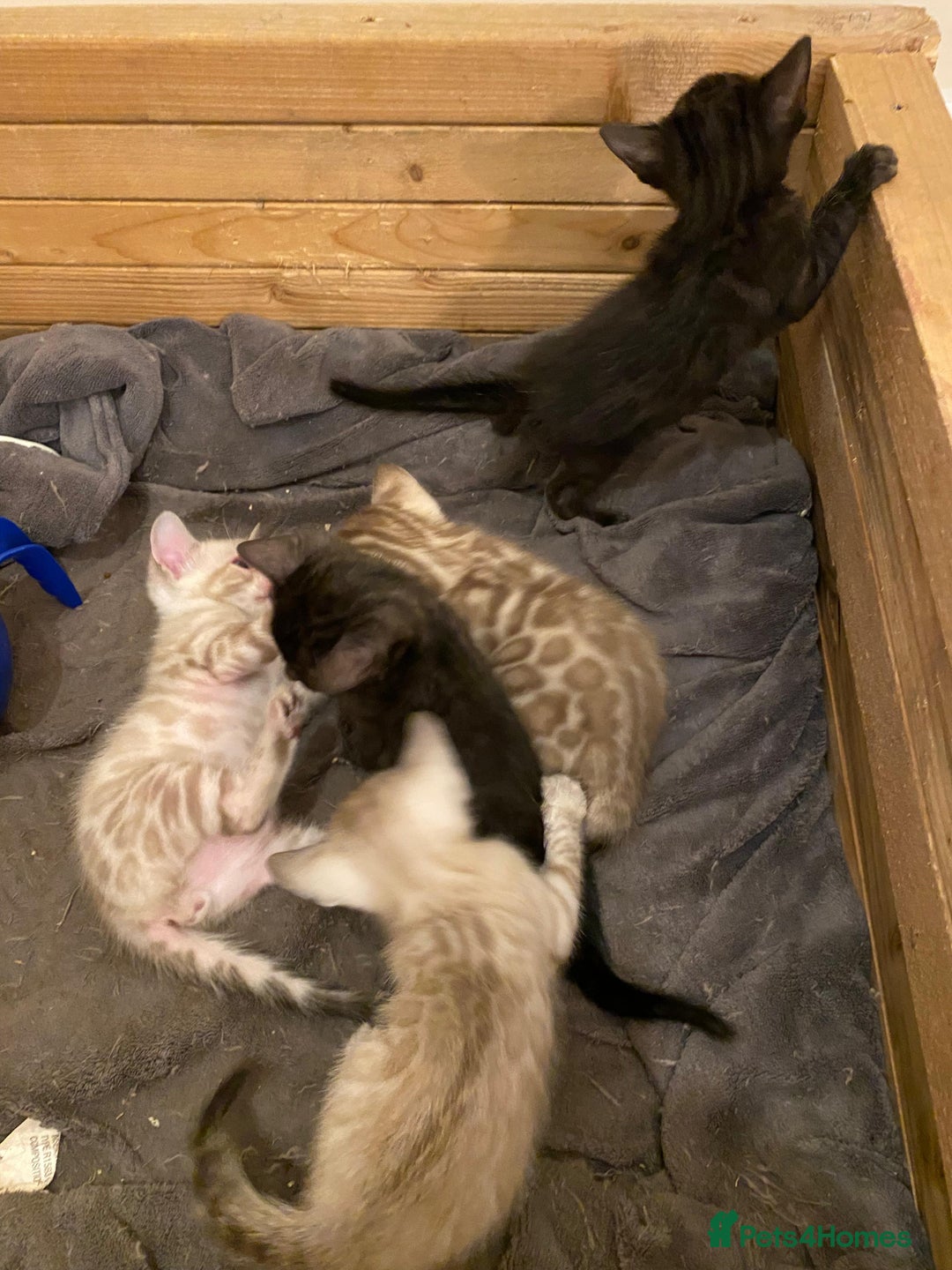 Bengal cats for sale: 🔥✨ Pedigree TICA-Registered Bengal Kittens - Image 8