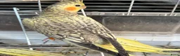 Cockatiels birds for sale: Baby cockatiels ready to leave now  - Advert 6