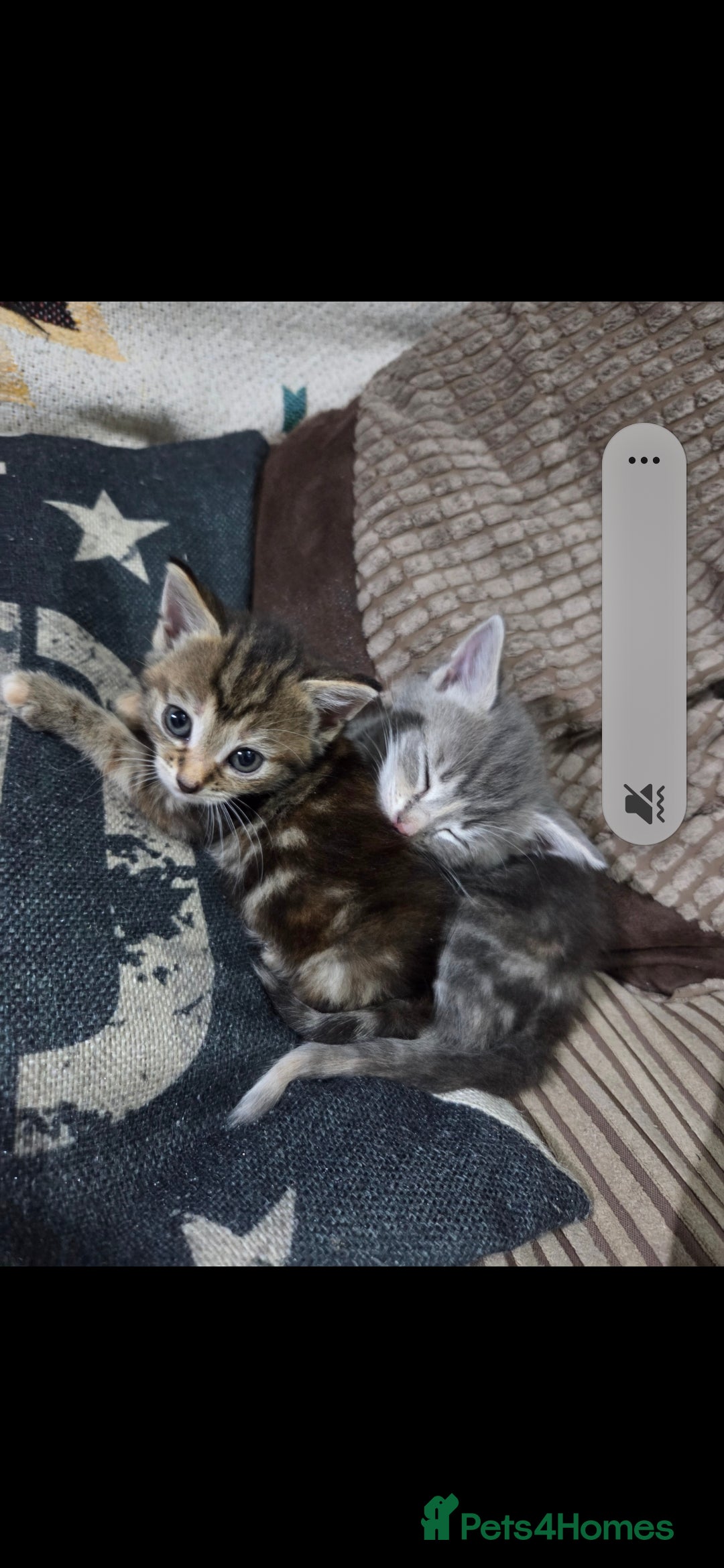 Mixed Breed cats for sale: Kittens  - Advert 3