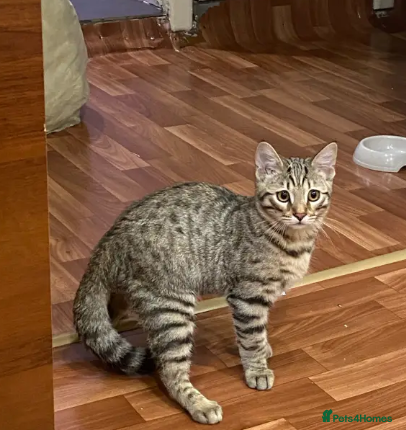 Mixed Breed cats Cats  - Advert 1