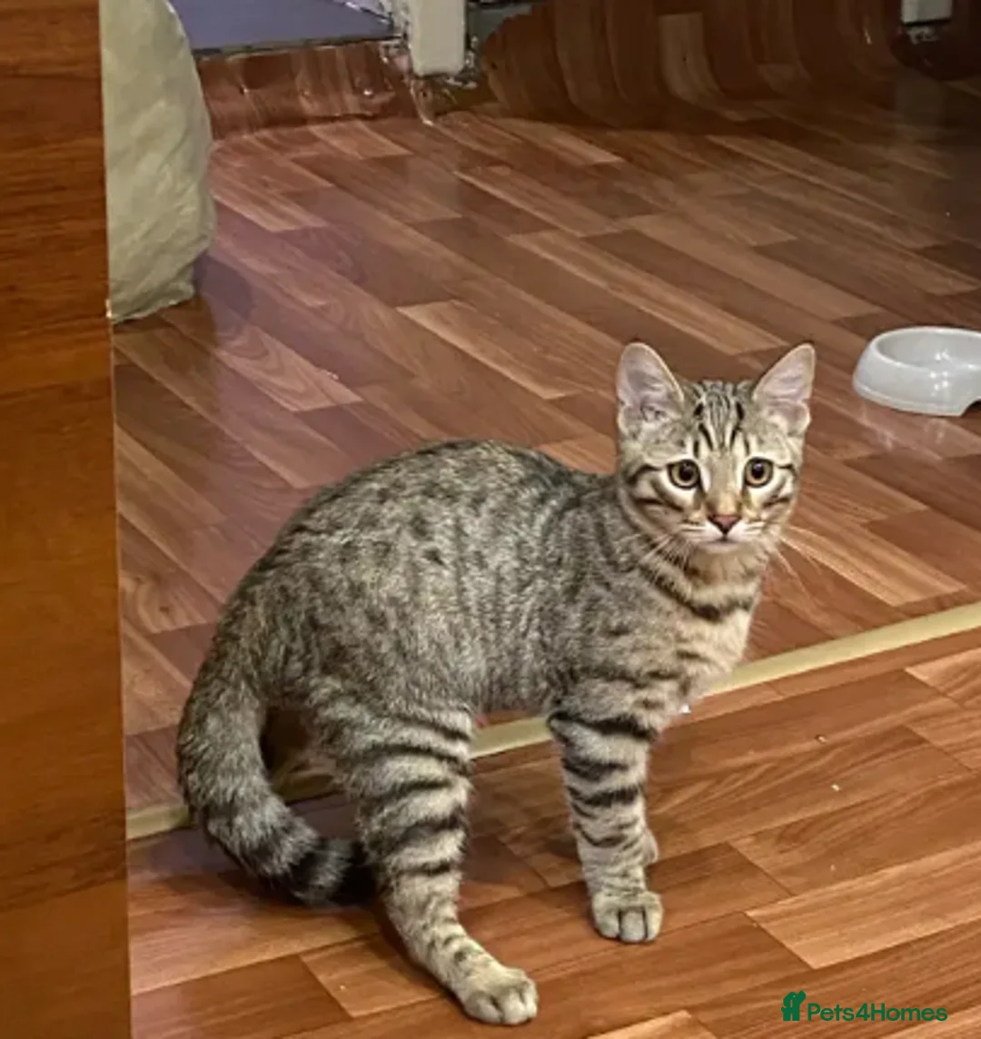 Mixed Breed cats for sale: Cats  - Advert 1