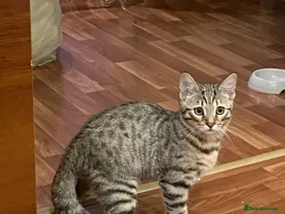 Mixed Breed cats Cats - Advert 1