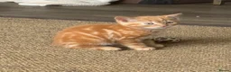 Mixed Breed cats for sale: Beautiful Kittens for Sale - Advert 7