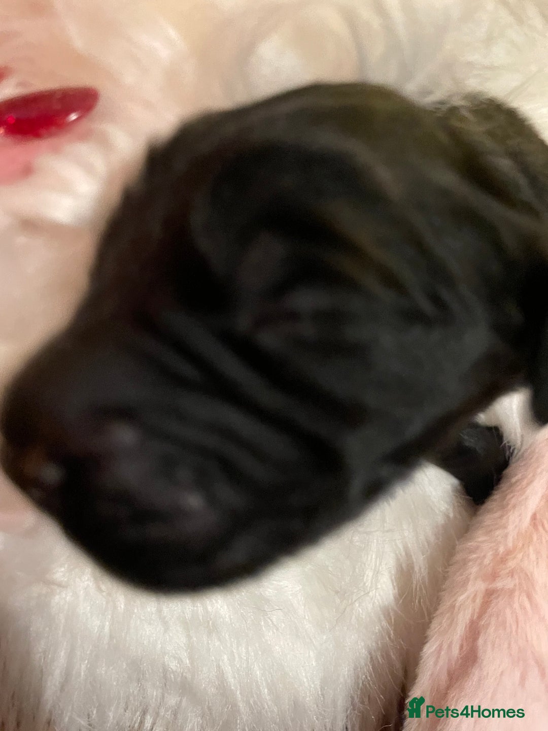 Mixed Breed dogs for sale: Golden retriever x Flatcoat retriever  - Advert 19