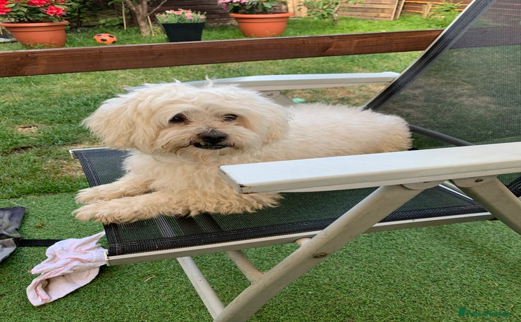 Maltese dogs - Advert 1