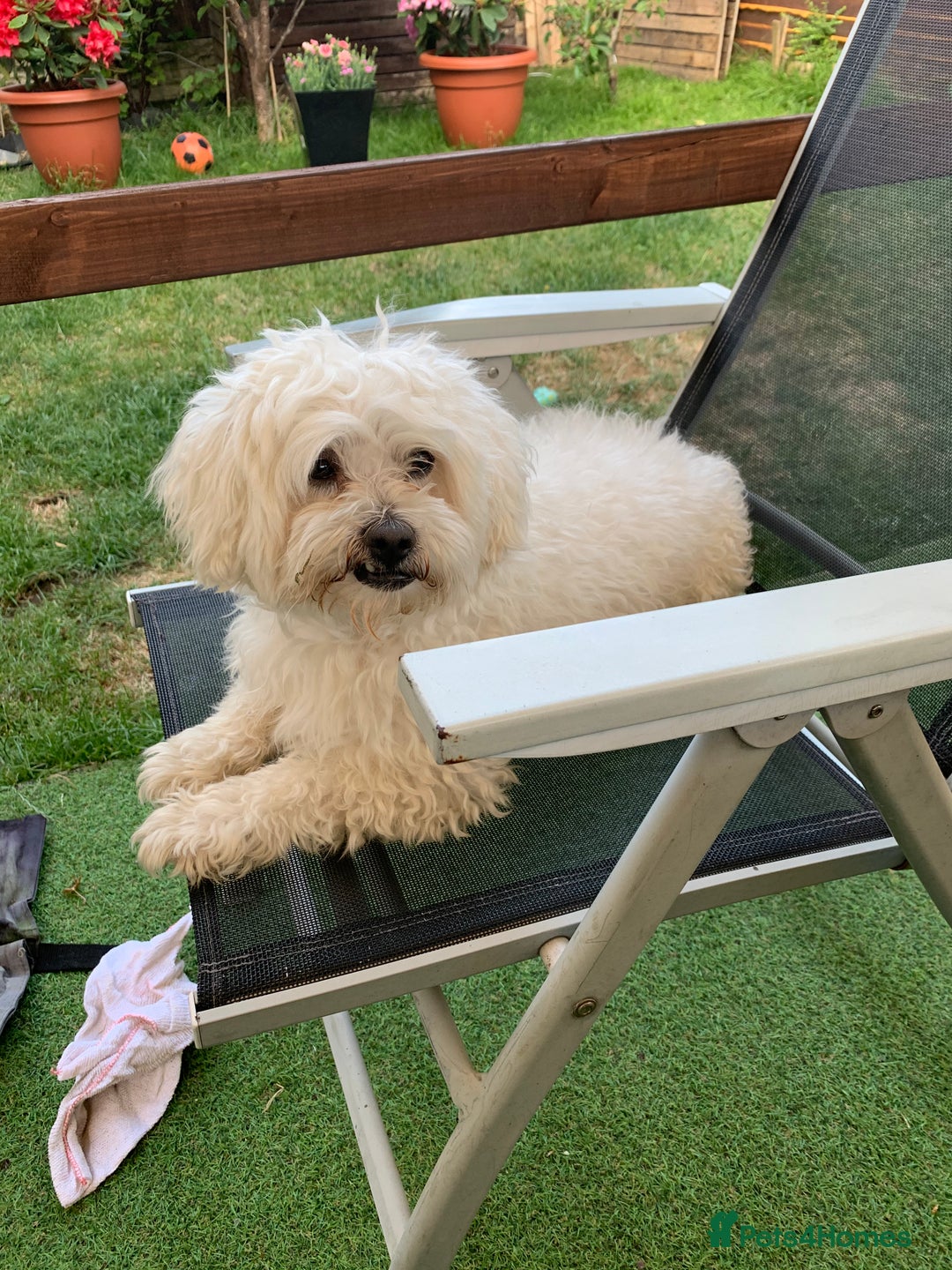 Maltese dogs for stud: Maltese terrier for stud - Image 1