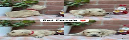 Golden Retriever dogs for sale: HEALTH TESTED PEDIGREE KC GOLDEN RETRIEVER PUPPIES - Advert 10