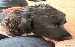 Mixed Breed dogs for sale: Sprocker pup  - Image 2