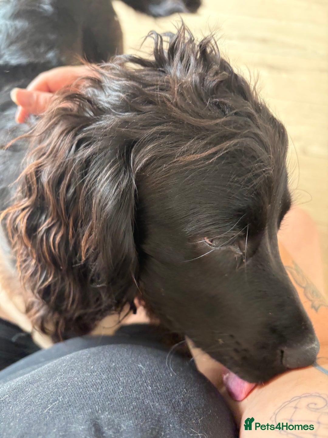 Mixed Breed dogs for sale: Sprocker pup  - Image 2