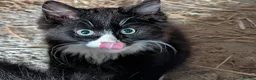 Mixed Breed cats for sale: Seven Shorthaired Kittens – Girls & Boys in Lutterworth - Advert 7