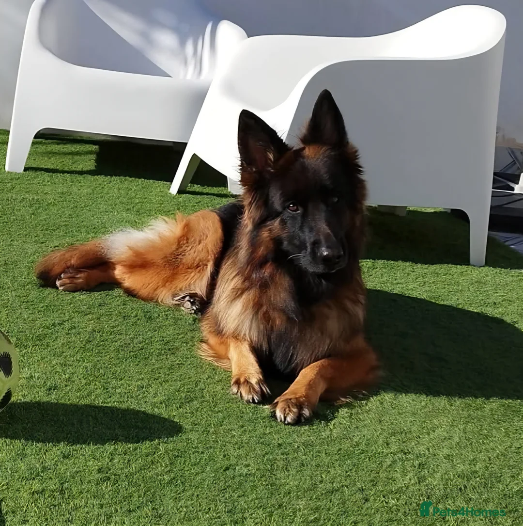 German Shepherd dogs for sale: Well socialised KC puppies, health tested parents - Advert 2