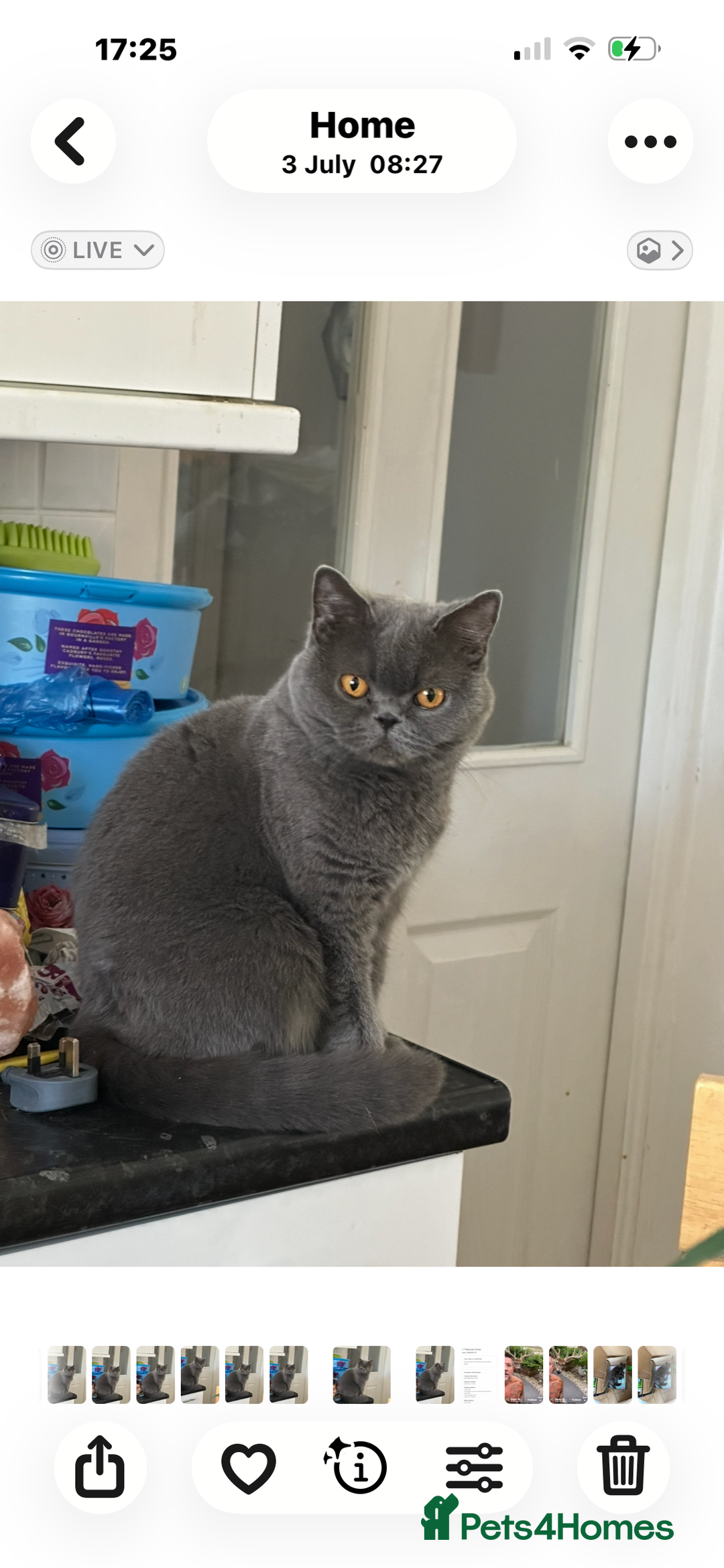 British Shorthair cats for sale: British Blue Pedigree Females - Advert 1