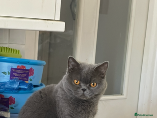 British Shorthair cats British Blue Pedigree Females - Advert 3