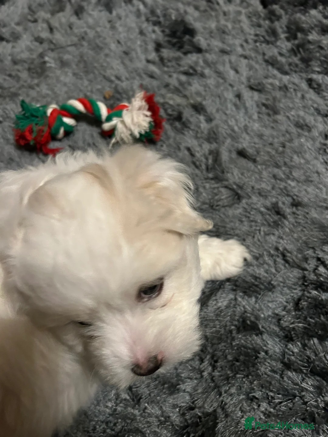 Coton De Tulear dogs for sale: Coton de Tulear puppy  - Advert 5