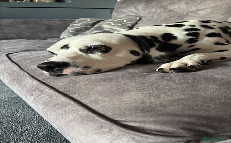 Dalmatian dogs - Advert 1