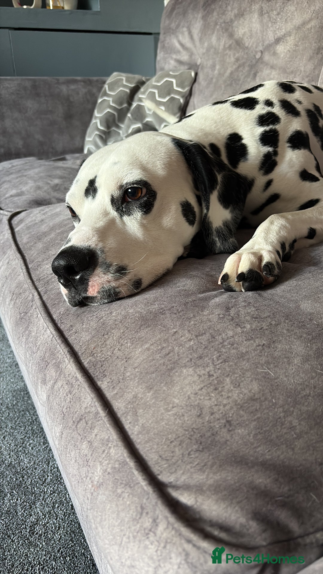 Dalmatian dogs for sale: Dalmation  - Image 1