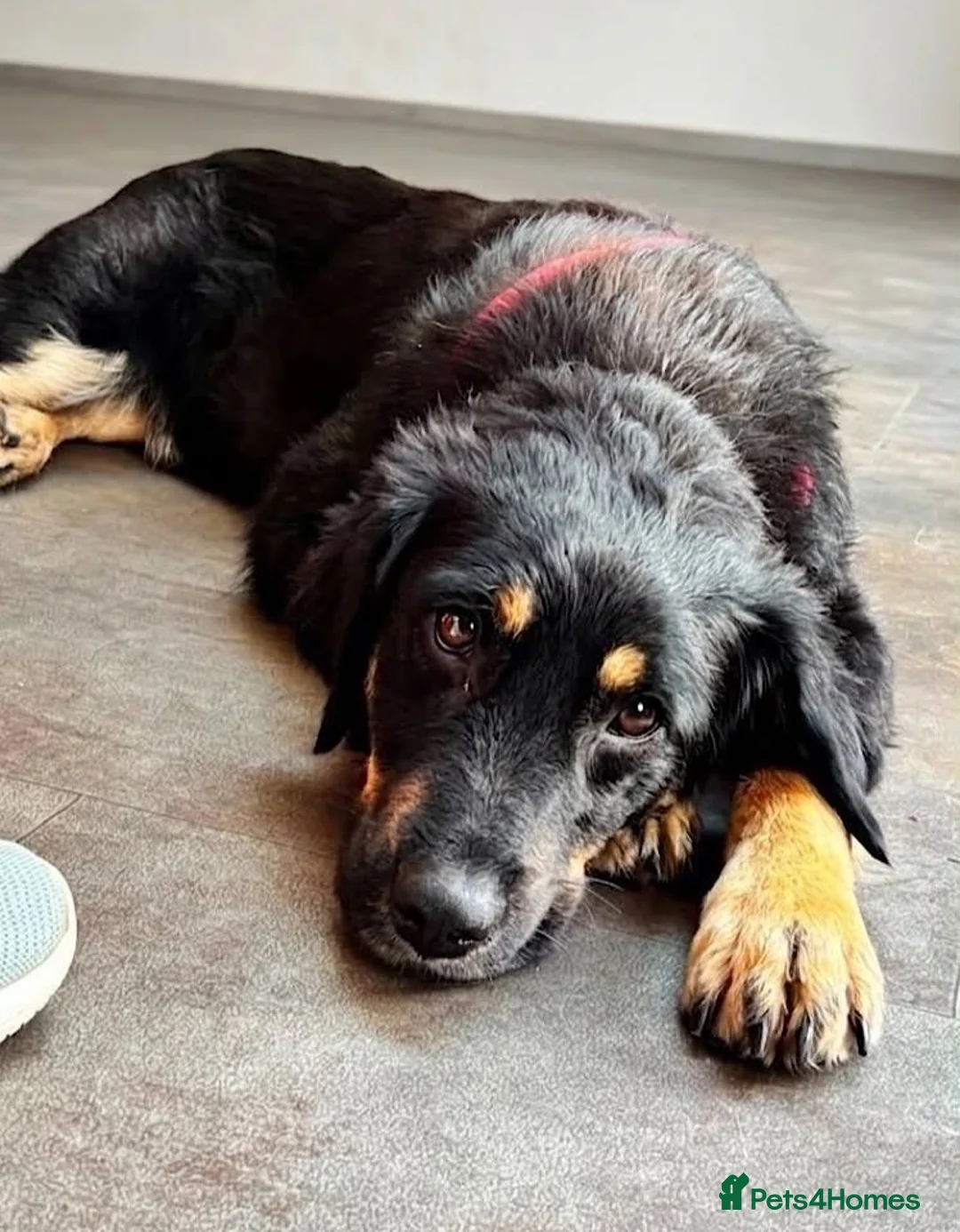 Mixed Breed dogs for adoption: Brock - Advert 2