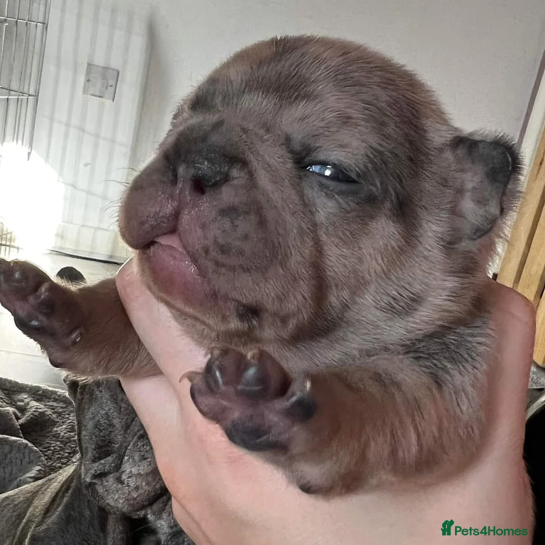 French Bulldog dogs for stud: Blue and tan quad merle in Sheffield - Advert 21