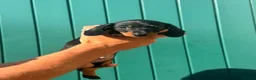 Miniature Dachshund dogs for sale: Black and Tan miniature dachshund pups for sale - Advert 8