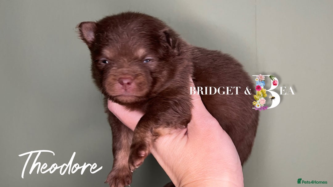 Pomeranian dogs for sale: 💛PUPPIES ARRIVED 💛 - Advert 32