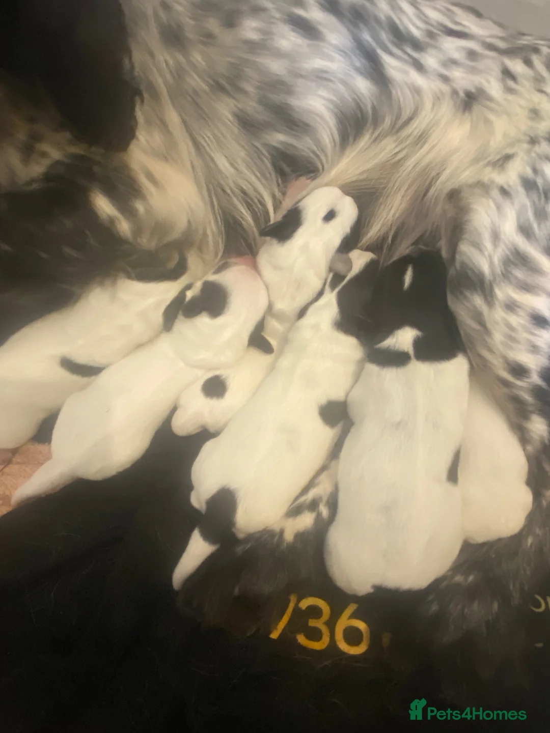 Mixed Breed dogs for sale: Working cocker x Russell  - Advert 5