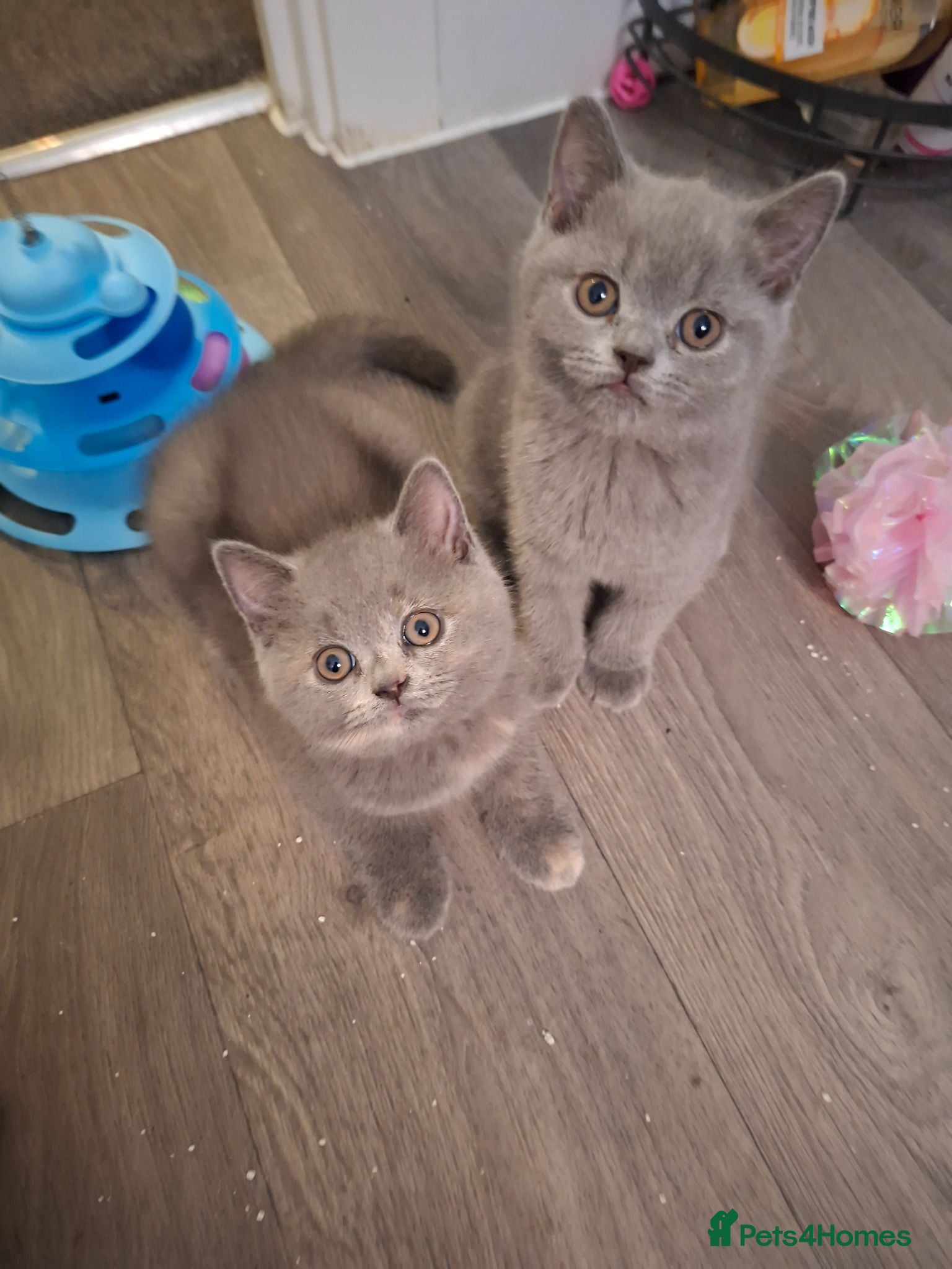 British Shorthair cats  100% Pedigree Chunky BSH Kittens - Advert 2