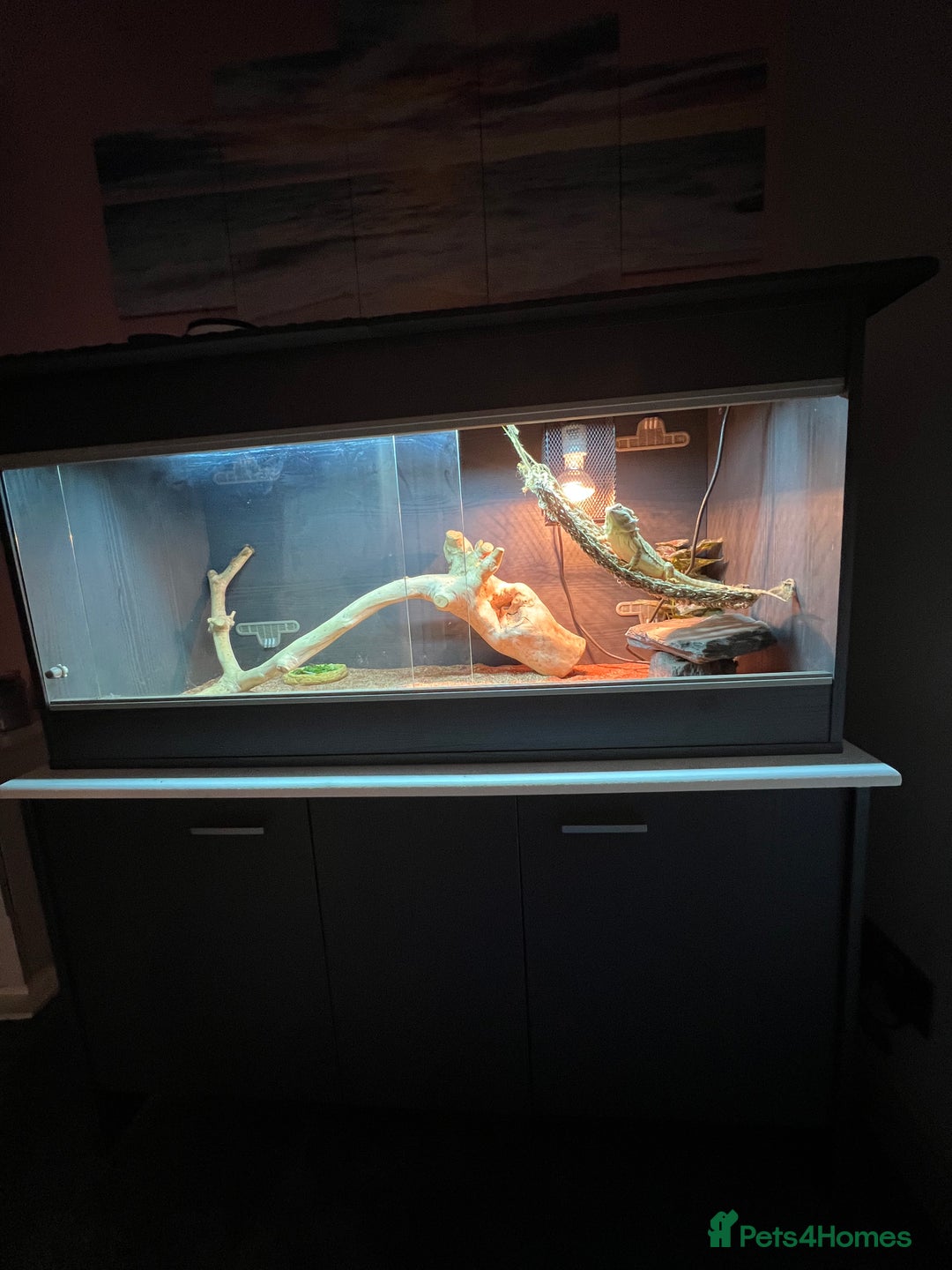 Dragon reptiles for sale: Leather back bearded dragon  - Advert 2