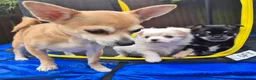 Chihuahua dogs for sale: 2 male Chihuahua searching a very lovely home in Eastbourne - Advert 4