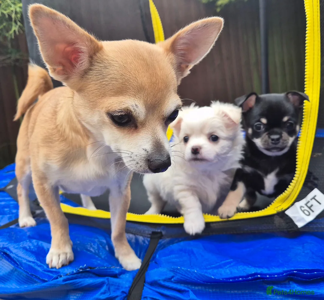 Chihuahua dogs for sale: 2 male Chihuahua searching a very lovely home in Eastbourne - Advert 4
