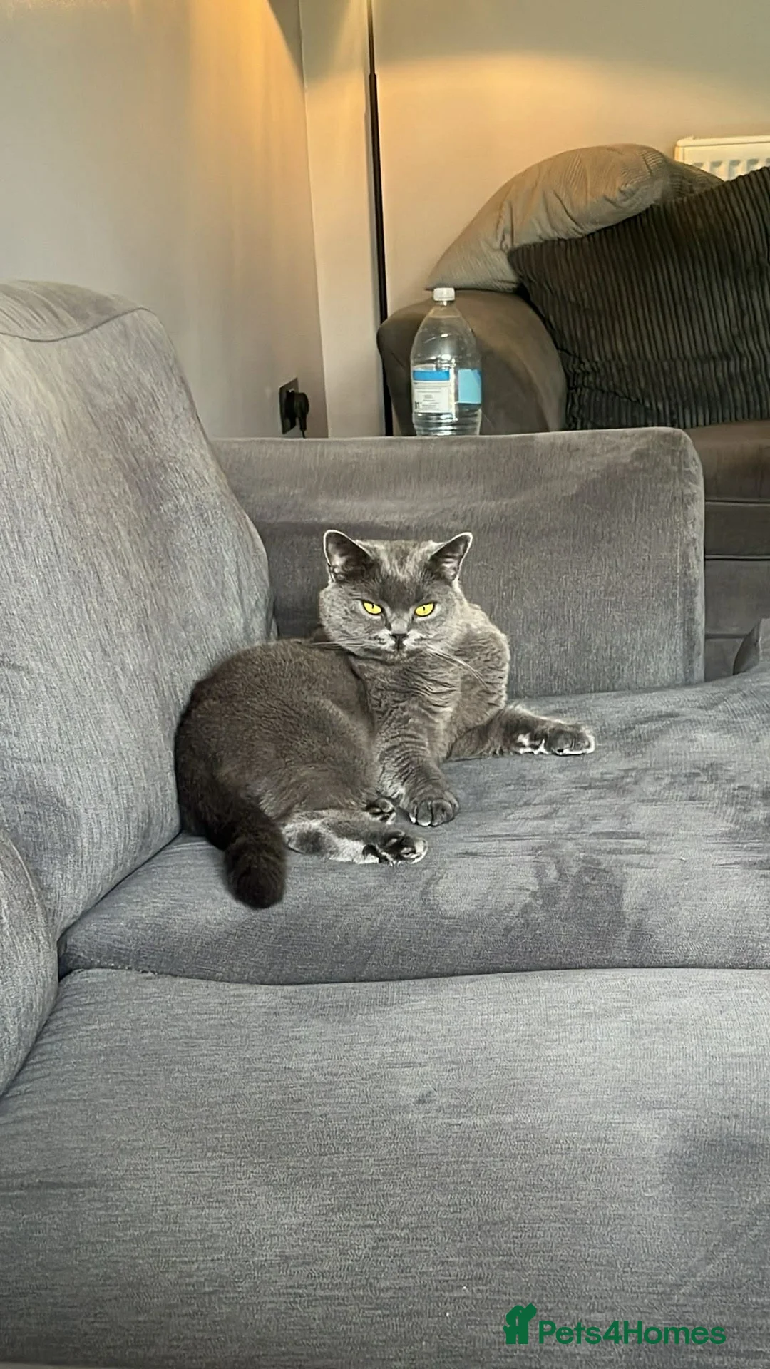 British Shorthair cats for sale: Sale  in Worksop - Advert 2