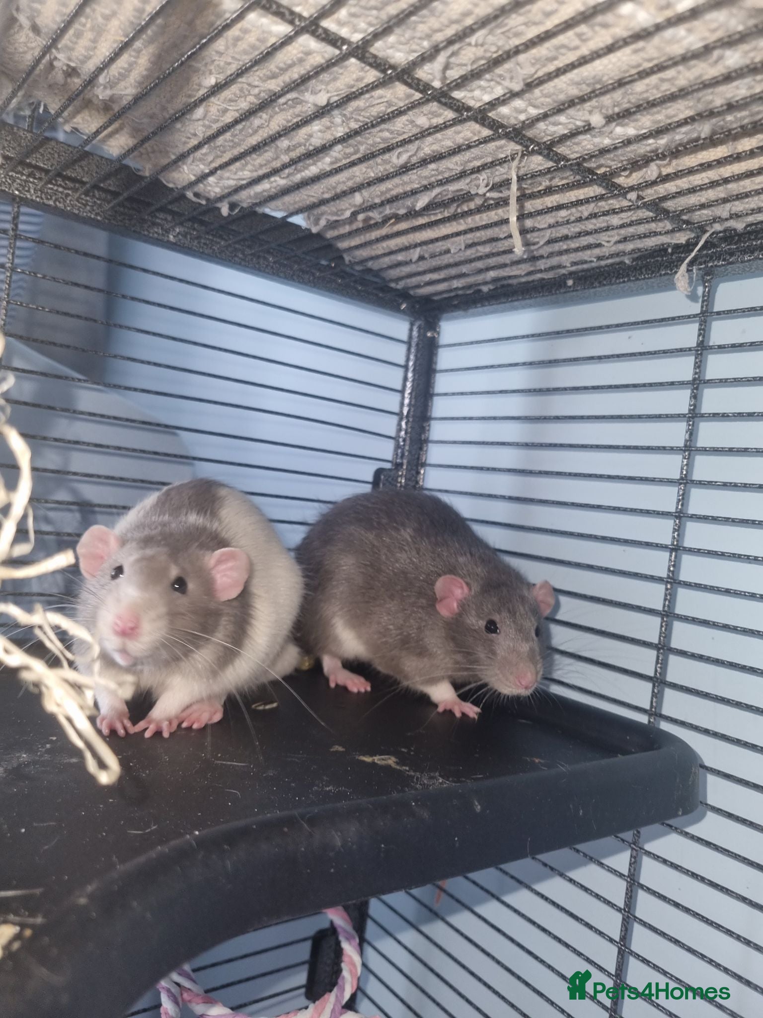 Rat rodents X2 dumbo rats with cage  - Advert 4