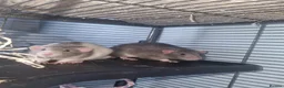 Rat rodents for sale: X2 dumbo rats with cage  in Bristol - Advert 1