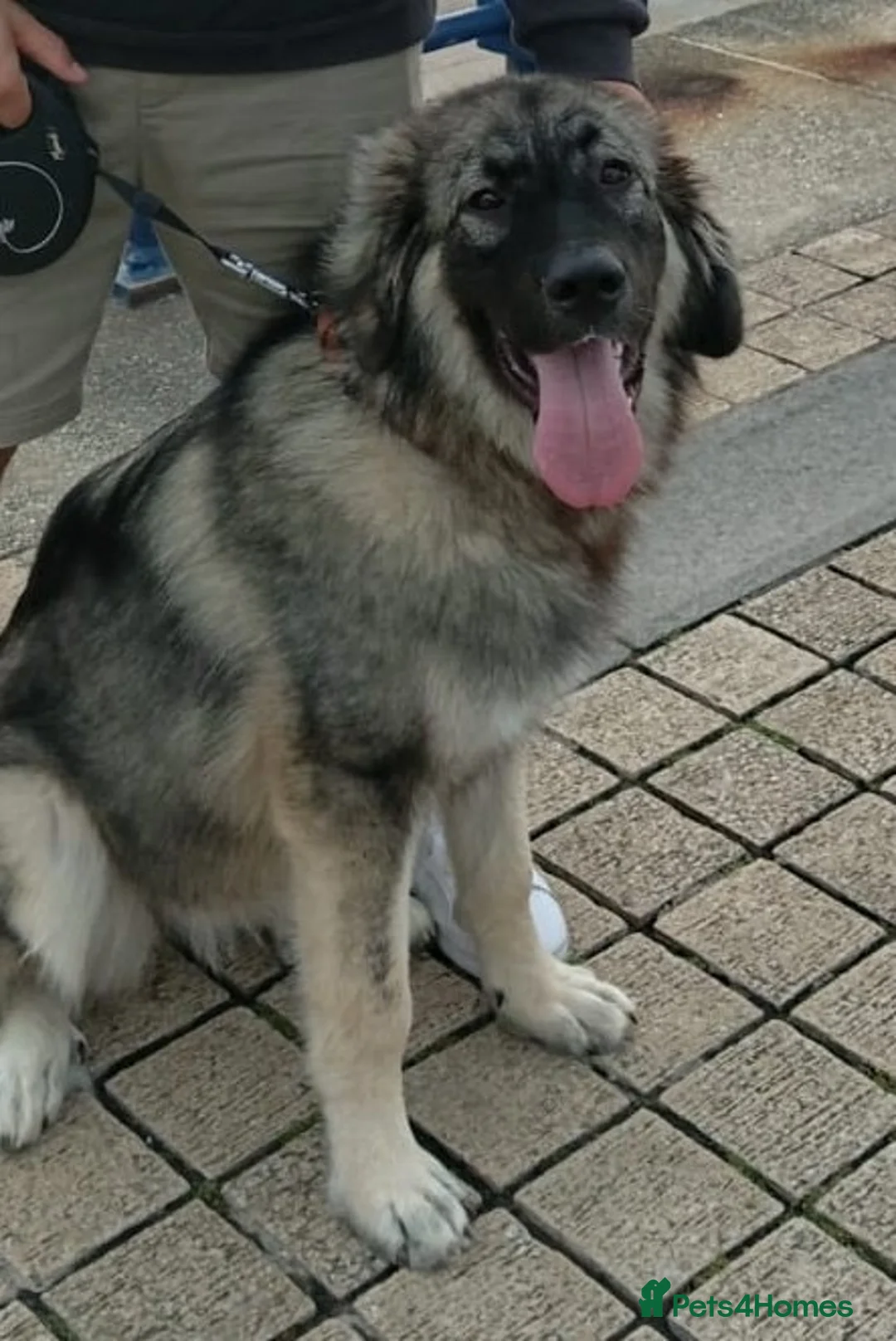 Caucasian Shepherd Dog dogs for sale: Gorgeous Caucasian Shepherd  in Bridgend - Advert 1