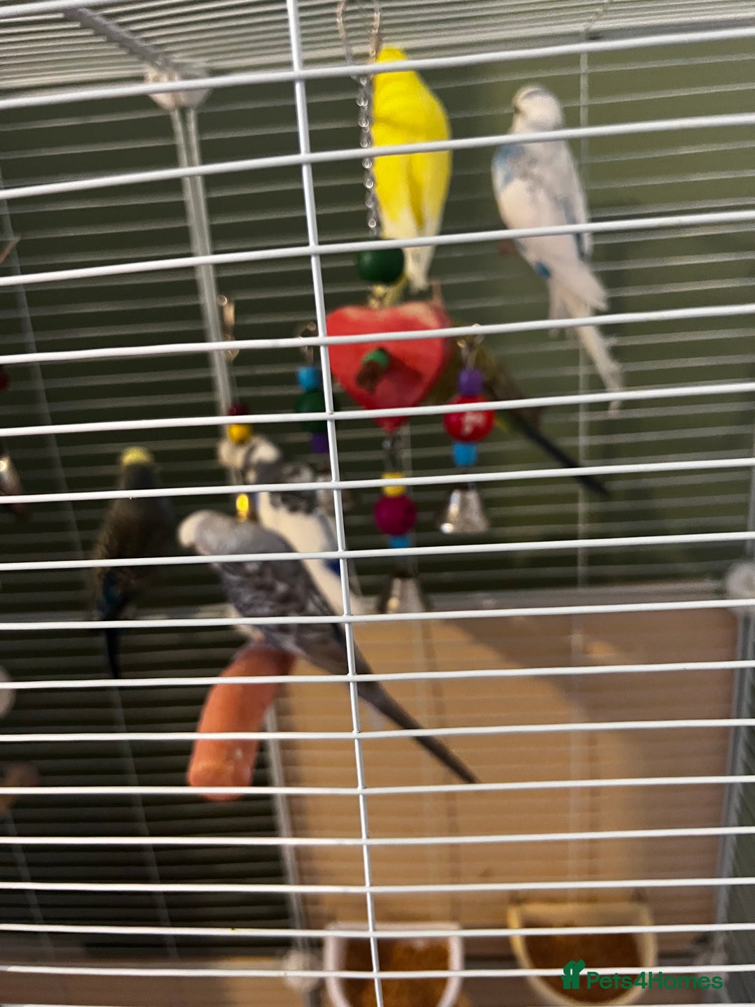 Budgerigars birds for sale: 6 Budgies for sale, 2 breeding pairs - Advert 3