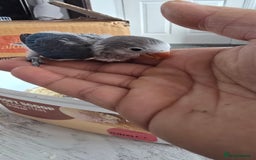 Lovebirds birds for sale: Baby lovebird pied violet 6 weeks  - Image 4
