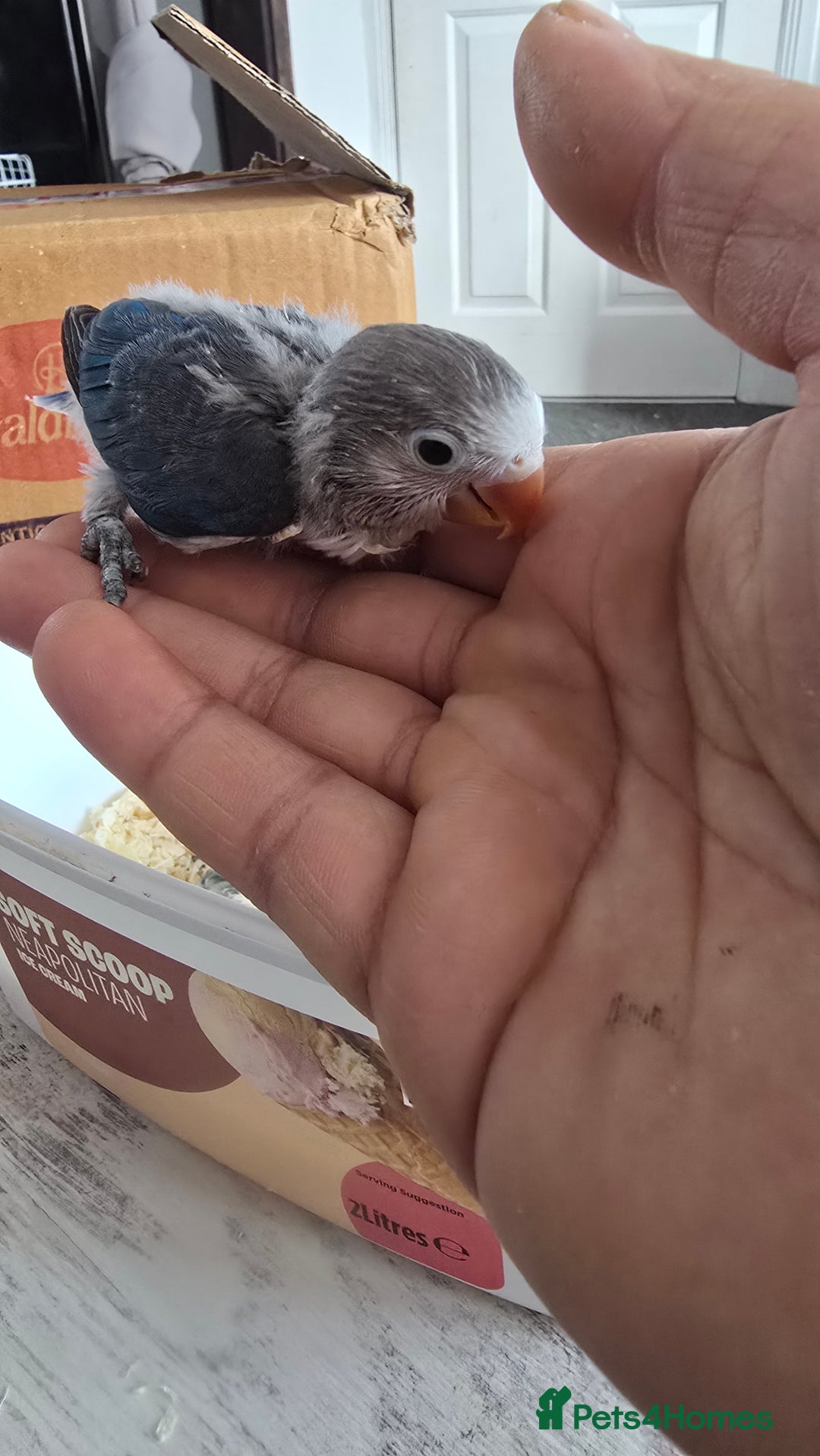 Lovebirds birds for sale: Baby lovebird pied violet 6 weeks  - Image 4