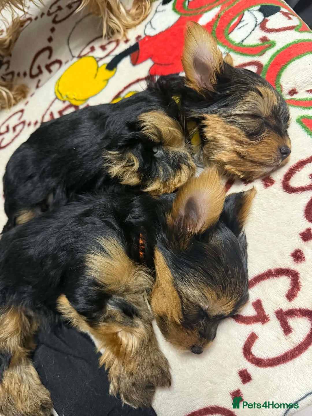 Yorkshire Terrier dogs for sale: Beautiful Yorkshire terrier Boys ready now 😻 - Advert 2