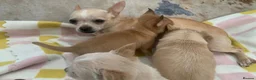 Jack Chi dogs for sale: *LAST TWO* TINY chihuahua x Jack Russell Puppies - Advert 12