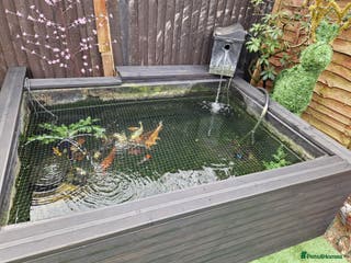 Koi Carp fish Complete set up including the koi - Advert 2