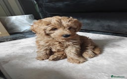 Cockapoo dogs for sale: Cockapoo female puppy  - Image 4