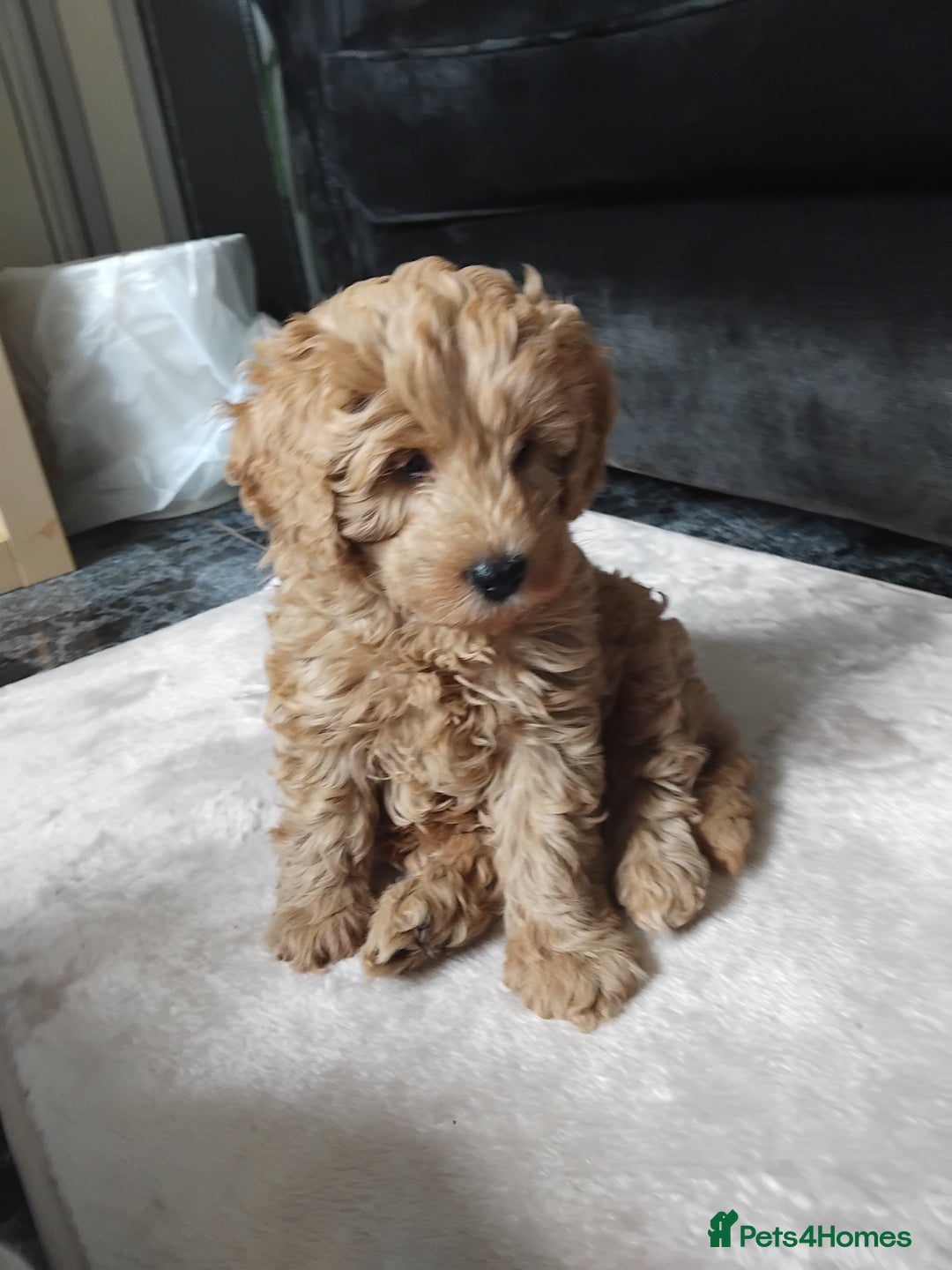 Cockapoo dogs for sale: Cockapoo female puppy  - Image 4