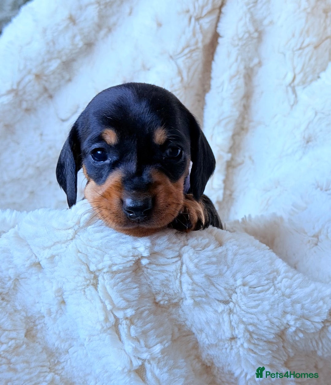 Miniature Dachshund dogs for sale: 🩵🩷✨ STUNNING MINIATURE DACHSHUND LITTER ✨🩷🩵 - Advert 5