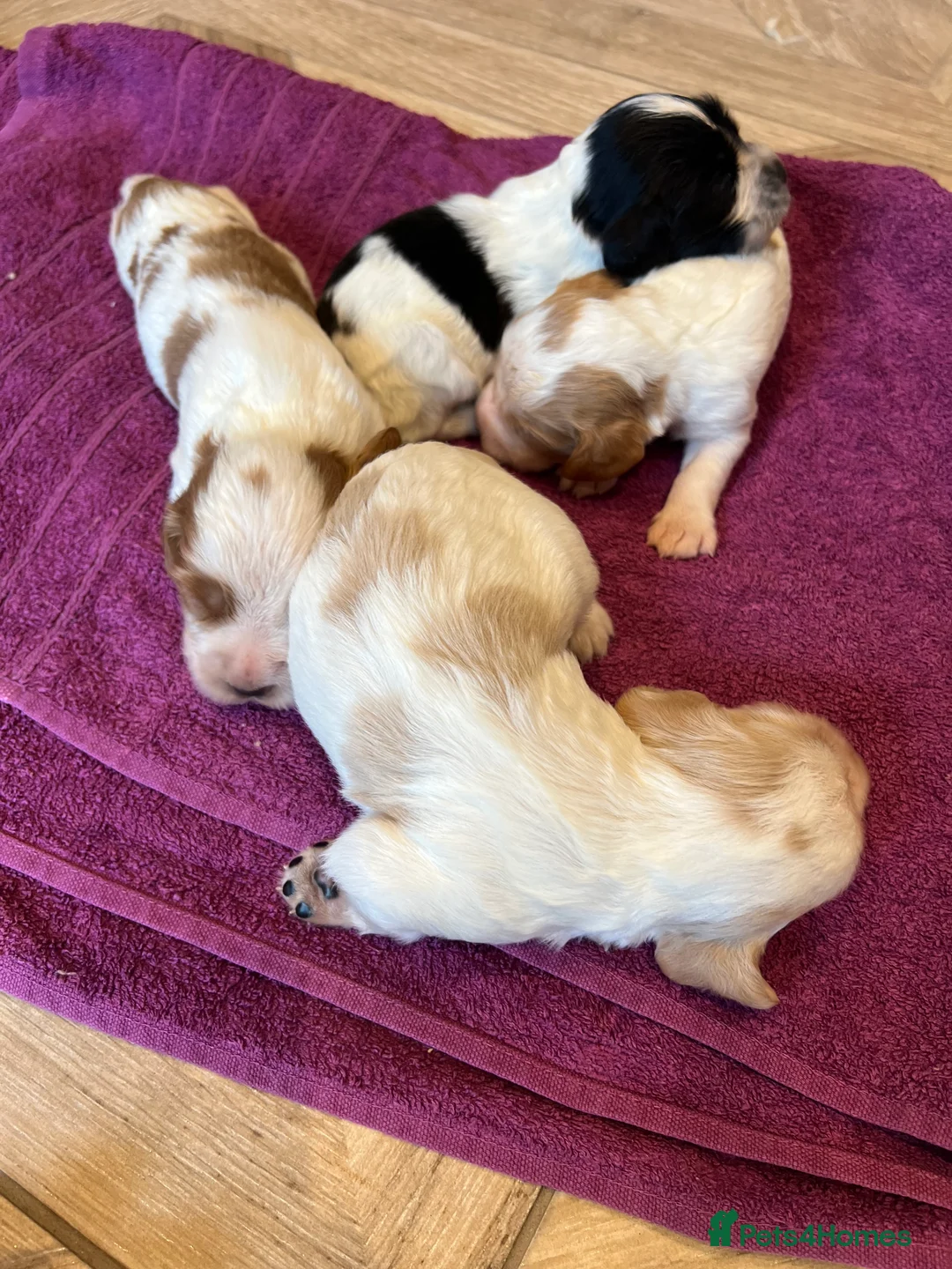 Cocker Spaniel dogs for stud: Fully health tested blue roan cocker in Preston - Advert 10