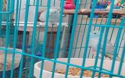 Parrots birds for sale: Parrotlets for sale  - Image 4