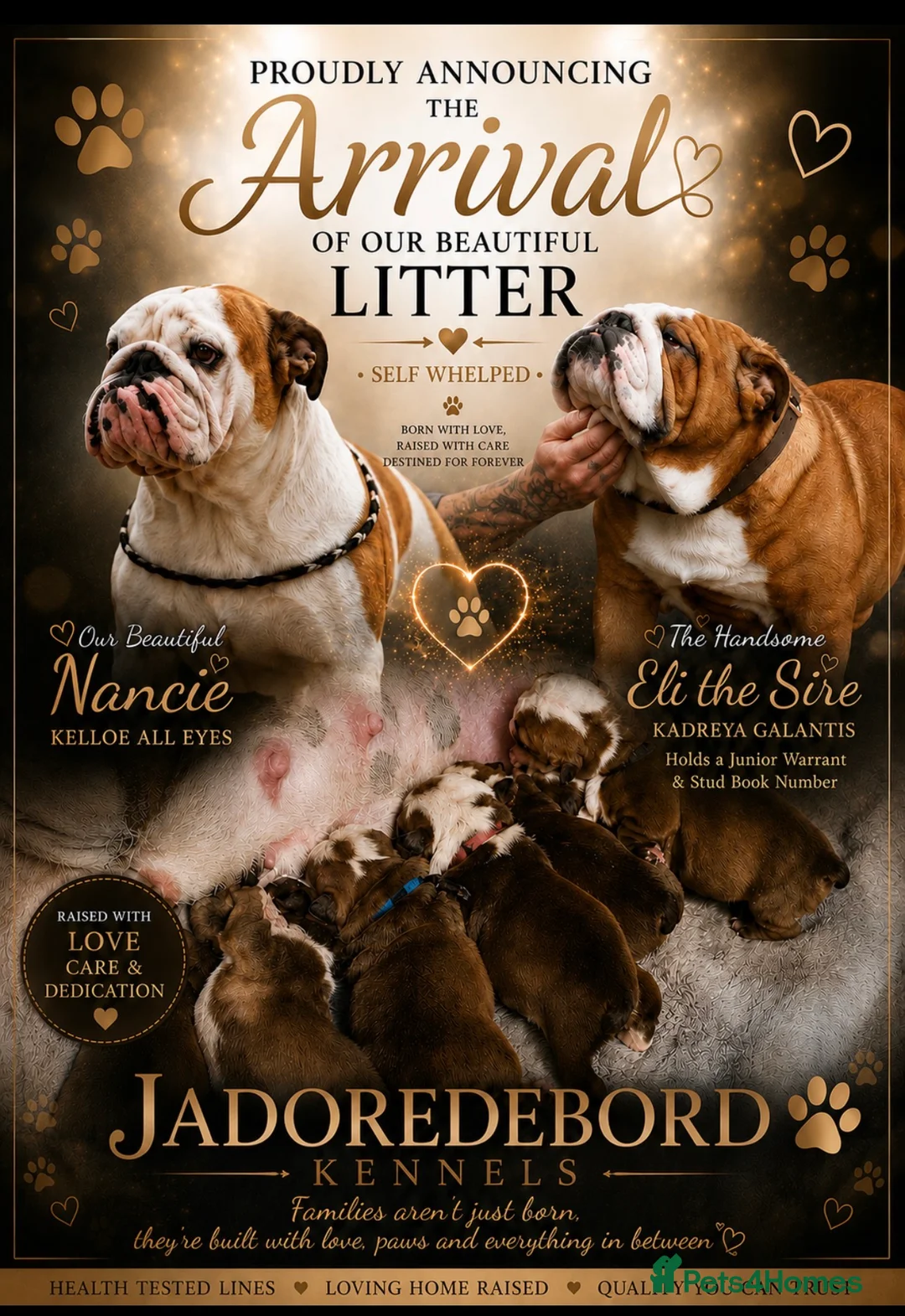 English Bulldog dogs for sale: Quality Bulldog Puppies  - Advert 1