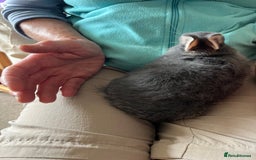 Netherland Dwarf rabbits for sale: Lilac Otter buck for sale  - Image 2