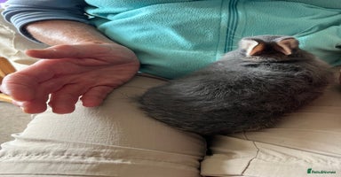 Netherland Dwarf rabbits - Advert 6