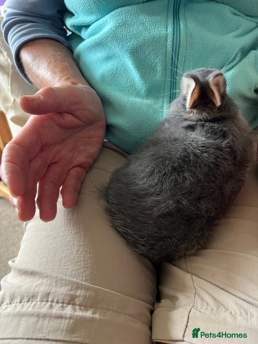 Netherland Dwarf rabbits for sale: Lilac Otter buck for sale  - Image 2